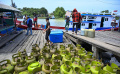 Distribusi Elpiji 3 Kg ke Pulau…