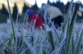 Fenomena Embun Beku di Dieng