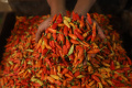 Harga Cabai Rawit Merah Masih Tinggi