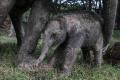 Kelahiran Anak Gajah Sumatera