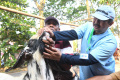 Kesehatan-Hewan-Kurban-di-Kota-Malang_20250604_063122.jpg