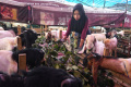 Kesehatan-Hewan-Kurban-di-Kota-Malang_20250604_063213.jpg