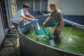 Kolaborasi-Selamatkan-Ikan-Belida-Sungai-Musi_20240919_231108.jpg