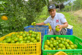 Kopdes-Merah-Putih-Selorejo-Dau-Malang-Beli-Hasil-Pertanian_20260406_220944.jpg