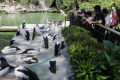 Liburan Idul Adha di Taman Margasatwa Ragunan