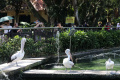 Liburan-Idul-Adha-di-Taman-Margasatwa-Ragunan_20260528_173552.jpg