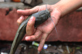 Memancing-Ikan-saat-Banjir_20250129_193937.jpg