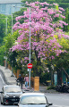 Musim-Pohon-Tabebuya-Berbunga-di-Kota-Surabaya_20241013_154953.jpg