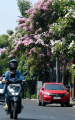 Musim Pohon Tabebuya Berbunga di Kota Surabaya