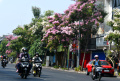 Musim Pohon Tabebuya Berbunga di Kota Surabaya