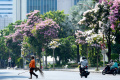 Musim Pohon Tabebuya Berbunga di Kota Surabaya