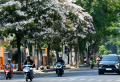 Musim Pohon Tabebuya Berbunga di Kota Surabaya