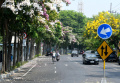 Musim Pohon Tabebuya Berbunga di Kota Surabaya