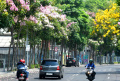 Musim Pohon Tabebuya Berbunga di Kota Surabaya
