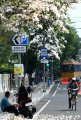 Musim Pohon Tabebuya Berbunga di Kota Surabaya