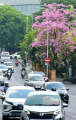 Musim Pohon Tabebuya Berbunga di Kota Surabaya