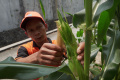 PPSU-Selong-Merawat-Tanaman-Jagung-Yang-Siap-Panen_20251010_190725.jpg