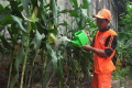 PPSU Selong Merawat Tanaman Jagung Yang Siap Panen