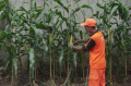 PPSU Selong Merawat Tanaman Jagung Yang Siap Panen