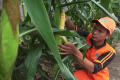 PPSU Selong Merawat Tanaman Jagung Yang Siap Panen