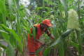 PPSU Selong Merawat Tanaman Jagung Yang Siap Panen