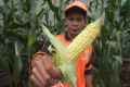PPSU Selong Merawat Tanaman Jagung Yang Siap Panen