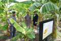 PT Suparma tbk Bina Banana Park sebagai Wisata Edukasi