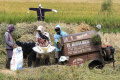 Panen-Padi-di-Kota-Bandung_20250918_081758.jpg