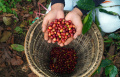Panen-Raya-Kopi-Arabika-Bogor_20250505_224023.jpg