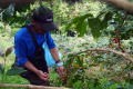 Panen-Raya-Kopi-Arabika-Bogor_20250505_224025.jpg