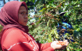 Panen-Raya-Kopi-Arabika-Bogor_20250506_111301.jpg