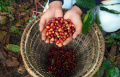 Panen-Raya-Kopi-Arabika-Bogor_20250506_111303.jpg