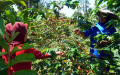 Panen-Raya-Kopi-Arabika-Bogor_20250506_111305.jpg