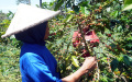 Panen-Raya-Kopi-Arabika-Bogor_20250506_111309.jpg