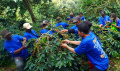 Panen-Raya-Kopi-Arabika-Bogor_20250506_111313.jpg