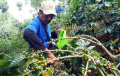 Panen-Raya-Kopi-Arabika-Bogor_20250506_111315.jpg
