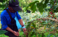 Panen-Raya-Kopi-Arabika-Bogor_20250506_111318.jpg