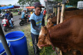 Pedagang-Hewan-Kurban-Mulai-Bermunculan-di-Surabaya_20250519_172825.jpg