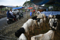 Pedagang-Hewan-Kurban-Mulai-Bermunculan-di-Surabaya_20250519_172912.jpg
