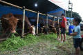 Pedagang-Hewan-Kurban-Mulai-Bermunculan-di-Surabaya_20250519_173041.jpg