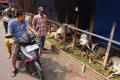 Pedagang-Hewan-Kurban-di-Kota-Bandung_20250531_120124.jpg