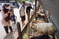 Pedagang-Hewan-Kurban-di-Kota-Bandung_20250531_120440.jpg