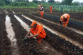 Pemprov-DKI-Gelar-Tanam-Serentak-Wujudkan-Mandiri-Pangan_20250122_100259.jpg