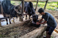 Penjualan-Hewan-Kurban-di-Medan_20250528_080141.jpg