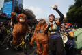 Peringatan Hari Orangutan Sedunia