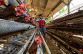 Peternak-Telur-Ayam-Keluhkan-Harga-Yang-Turun_20250429_162527.jpg