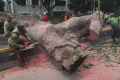 Pohon Besar Tumbang Menutup Jalan Sisingamangaraja