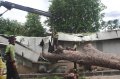 Pohon-Besar-Tumbang-Menutup-Jalan-Sisingamangaraja_20251120_211543.jpg