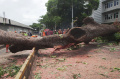 Pohon Besar Tumbang Menutup Jalan Sisingamangaraja