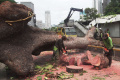 Pohon Besar Tumbang Menutup Jalan Sisingamangaraja